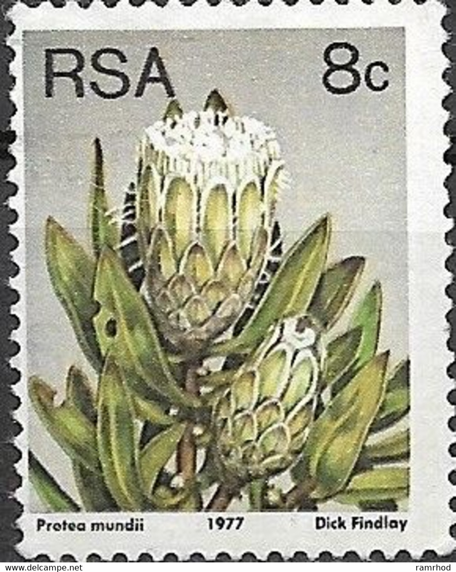 SOUTH AFRICA 1977 Succulents - 8c P. Mundii  FU - Used Stamps