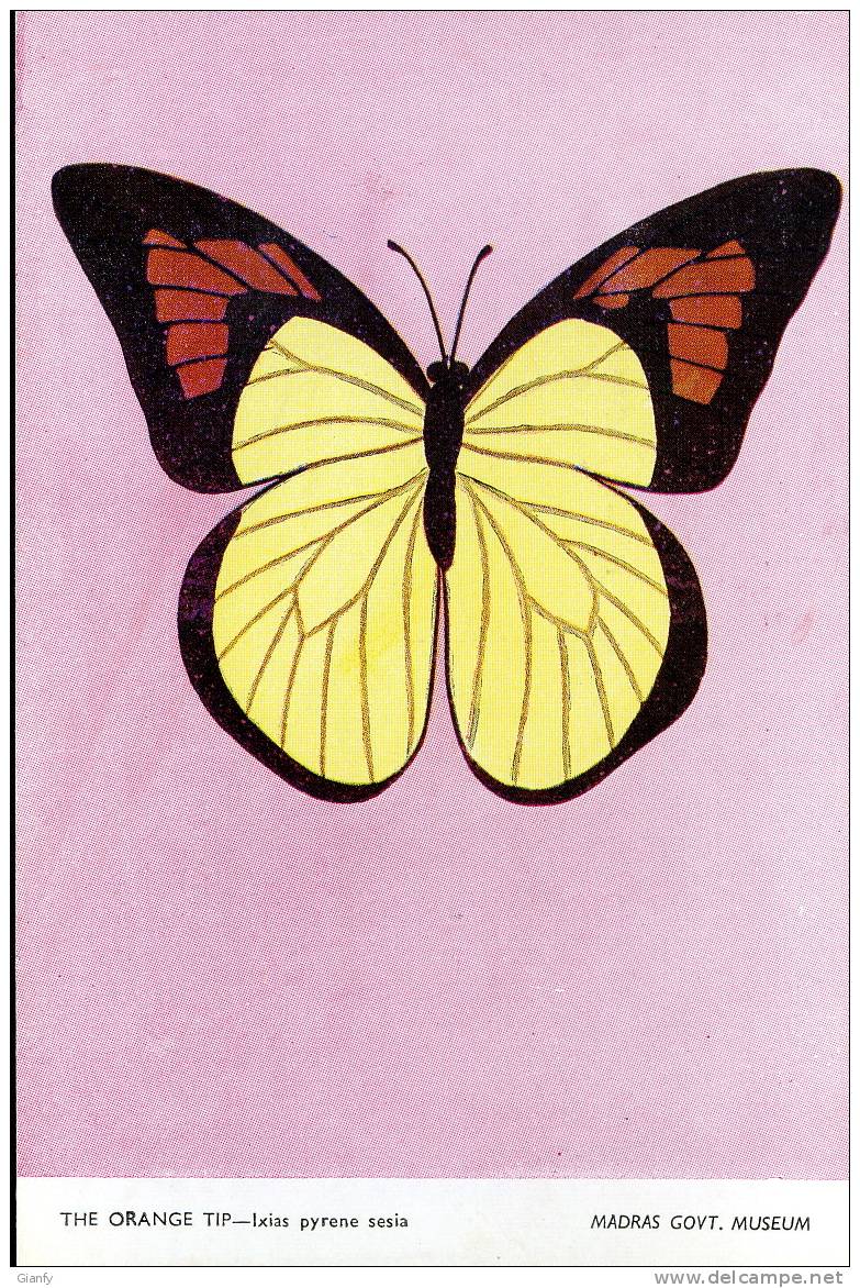 FARFALLA GIALLA BUTTERFLY 1980 - Butterflies