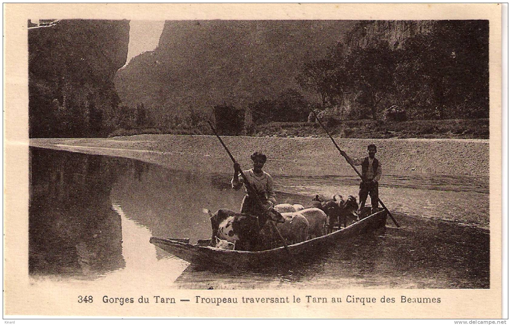 CPA  . GORGES DU TARN .  TROUPEAU ,traversant Le Tarn Au Cirque Des Beaumes . - Le Bleymard