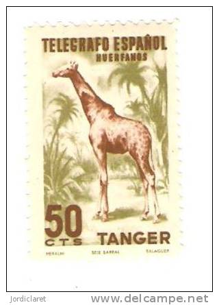 TANGER                    D - Giraffen