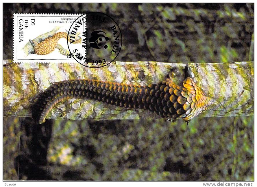 GAMBIE   WWF CARTE MAXIMUM NUM.YVERT  1298  PROTECTION DE LA NATURE  PANGOLIN - Cartes-maximum