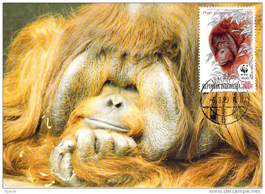 INDONESIE     WWF CARTE MAXIMUM NUM.YVERT  1177  PROTECTION DE LA NATURE SINGE ORANG OUTANG - Cartes-maximum