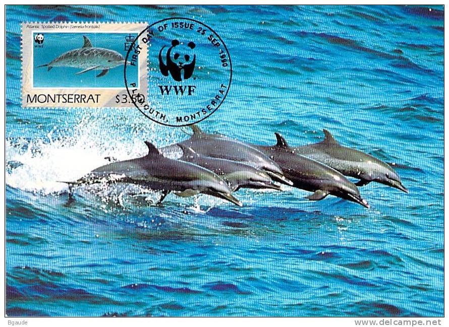 MONTSERRAT       WWF CARTE MAXIMUM NUM.YVERT 746   PROTECTION DE LA NATURE  FAUNE MARINE DAUPHIN - Maximumkarten