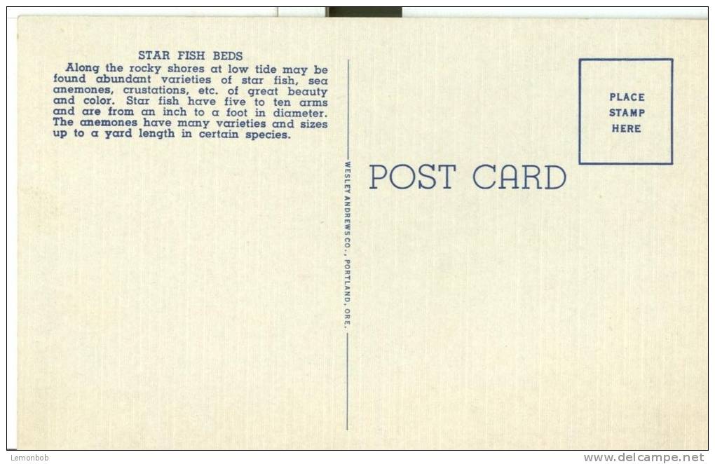 USA – United States – Star Fish Beds And Marine Gardens, Oregon Coast Highway, Unused Linen Postcard [P5618] - Altri & Non Classificati
