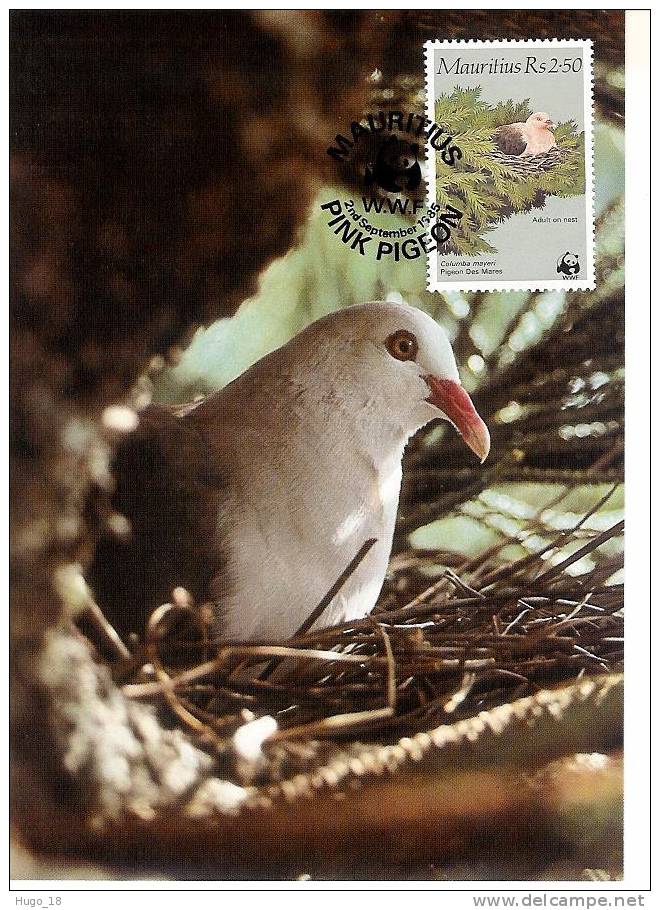 Carte Mauritius 1985:  Wwf  Pigeon 2.50r - Pigeons & Columbiformes