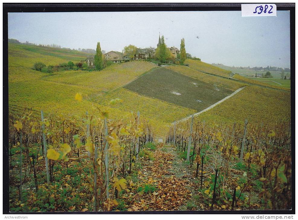 Féchy - Dessus Dans Ses Vignes ; Grand Format 10 / 15 (5982) - Féchy