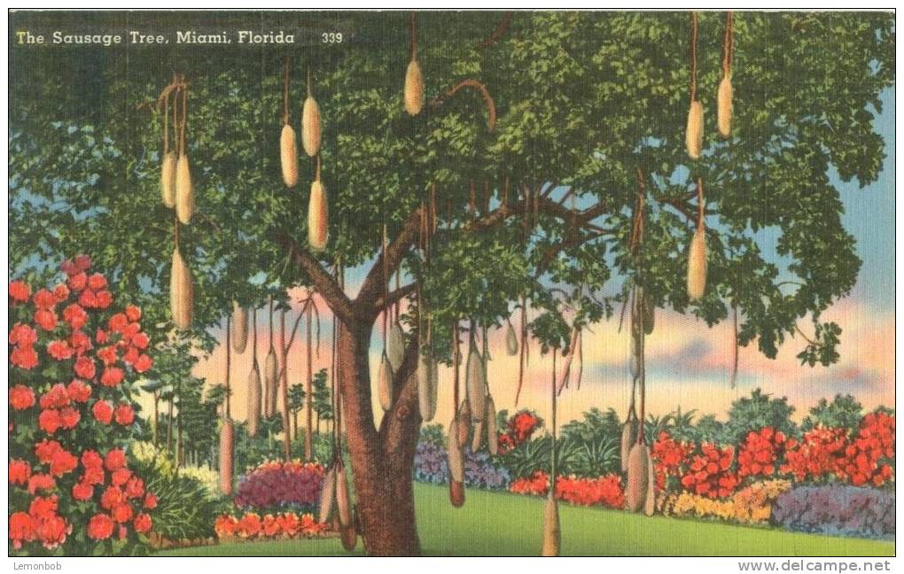 USA – United States – The Sausage Tree, Miami, Florida, Unused Linen Postcard [P6074] - Miami