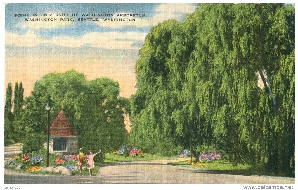 USA – United States – Scene In University Of Washington Arboretum, Washington Park, Seattle, Washington, Postcard[P6164] - Seattle