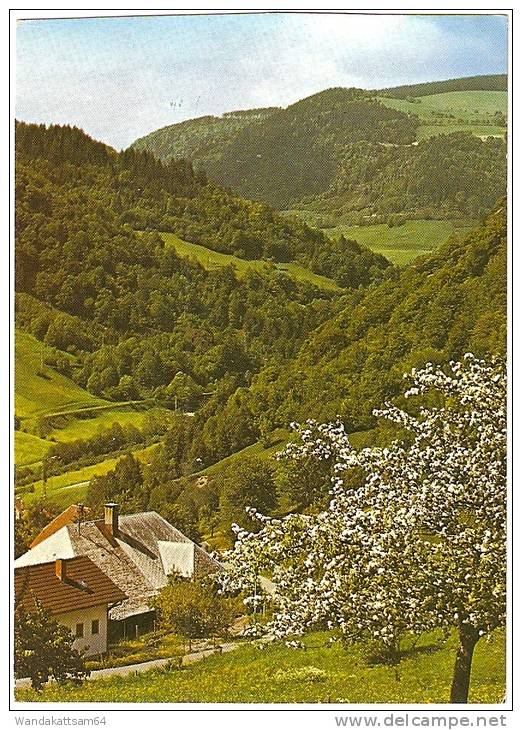 AK 8778 Bei Todtnau Im Schwarzwald Foto Löbl-Schreyer 17.-5.83-19 3302 CREMLINGEN D Nach Braunschweig Mit 1 X 60 PF - Todtnau