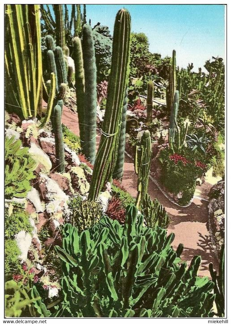 MONACO-JARDIN EXOTIQUE-CACTUS-LES CANDELABRES - Cactussen