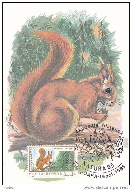 Squirrel,Sciurus Vulgaris,1985 CM,maxicard,cartes Maximum Romania. - Nager