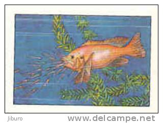 Image / Femelles Et Leurs Petits / Jeunes Cichlidés  / Animaux Animal Poisson Fish Cichlidé  // IM 26-K7/2 - Nestlé