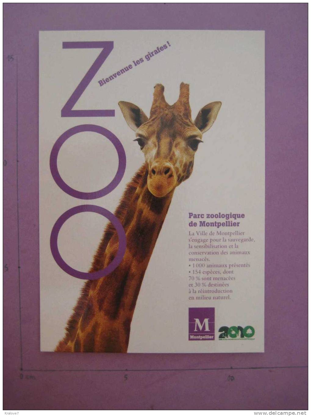 CARTE POSTALE ZOO MONTPELLIER TEXTE PROMOTIONNEL AU VERSO 2010 - Giraffes