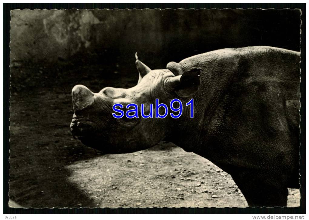 Animaux  -  Rhinocéros - Publicité Médicament Génoline  N° 29-  Réf  : 19552 - Rhinoceros