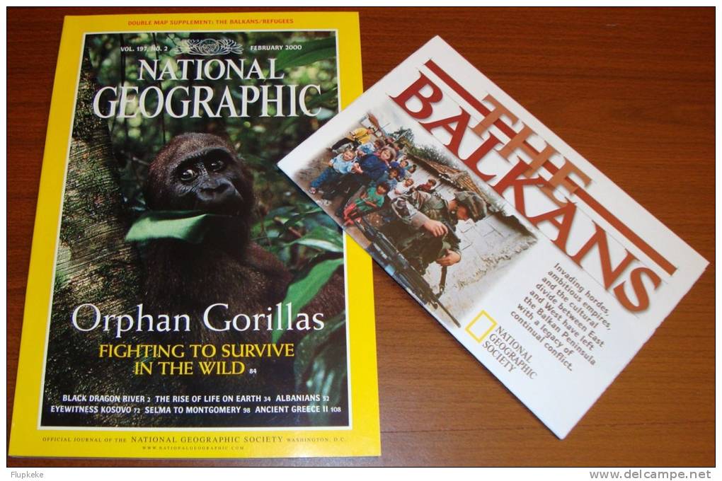 National Geographic U.S. February 2000 Orphan Gorillas Fighting To Survive In The Wild - Voyage/ Exploration