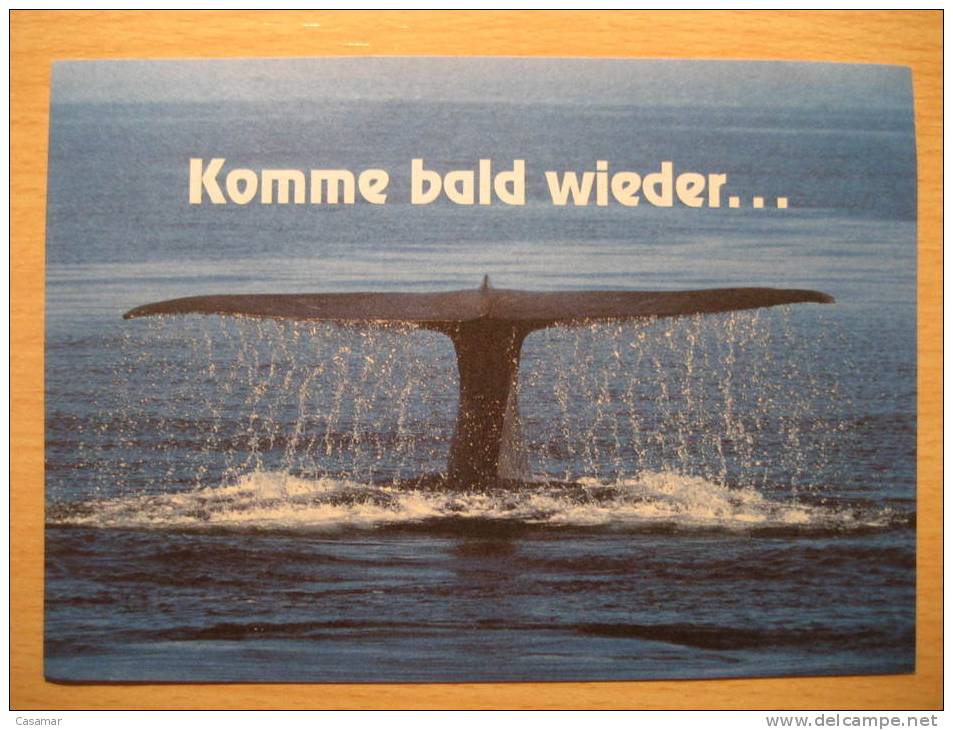 GERMANY Kiel 2001 Sailing Whale Whales Baleines Dolphin Dauphin Dolphins Dauphins Cetacean Maxi Maximum Card - Baleines