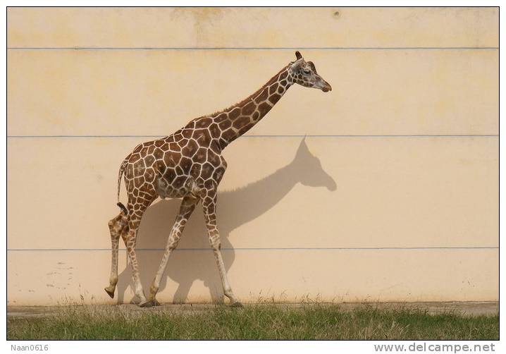 [NZ04-027  ]  Camelopardalis Giraffe  Girafe , Postal Stationery -Articles Postaux -- Postsache F - Giraffen