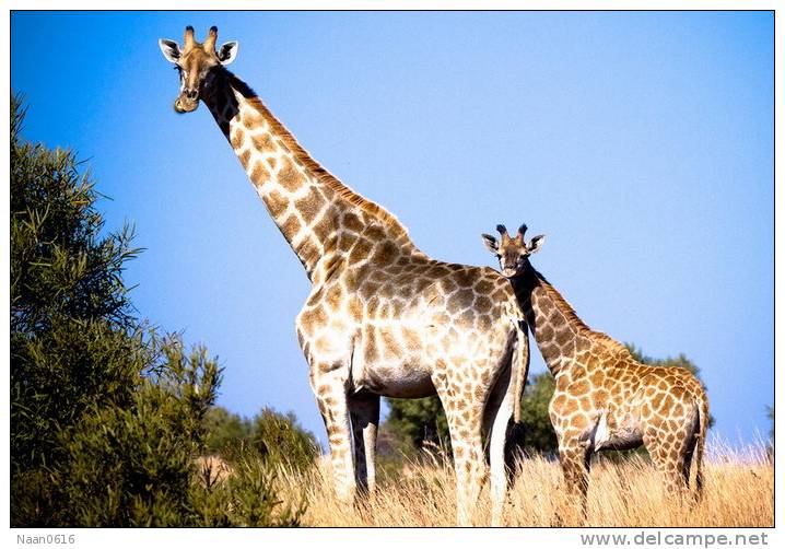 [NZ04-028  ]  Camelopardalis Giraffe  Girafe , Postal Stationery -Articles Postaux -- Postsache F - Giraffen