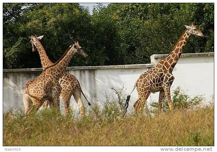 [NZ04-029  ]  Camelopardalis Giraffe  Girafe , Postal Stationery -Articles Postaux -- Postsache F - Giraffen