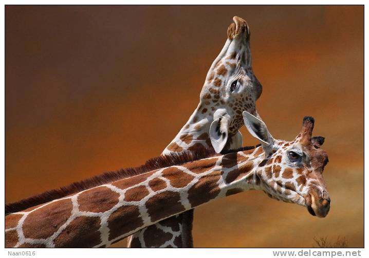 [NZ04-031  ]  Camelopardalis Giraffe  Girafe , Postal Stationery -Articles Postaux -- Postsache F - Giraffen