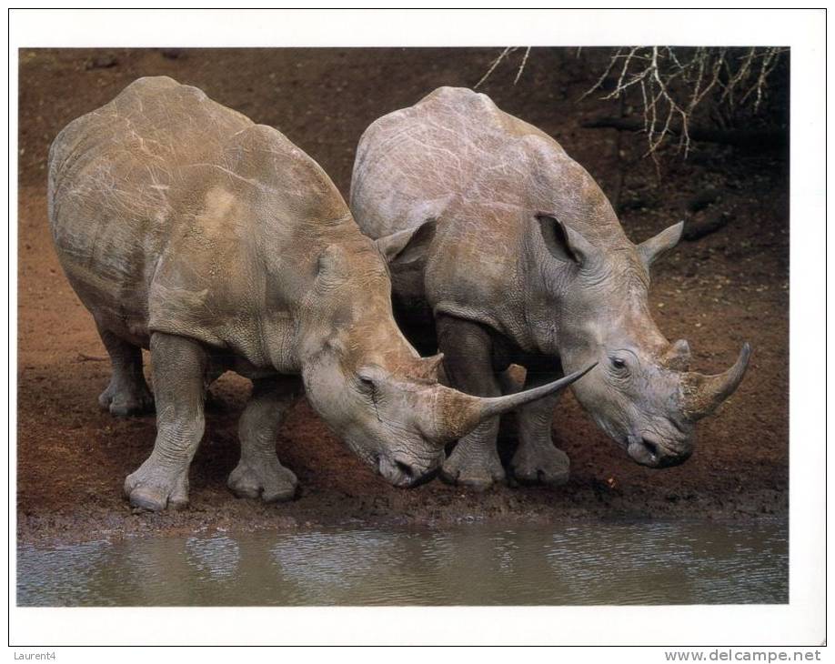 (720) White Rhinoceros & Calf - Rhinozeros