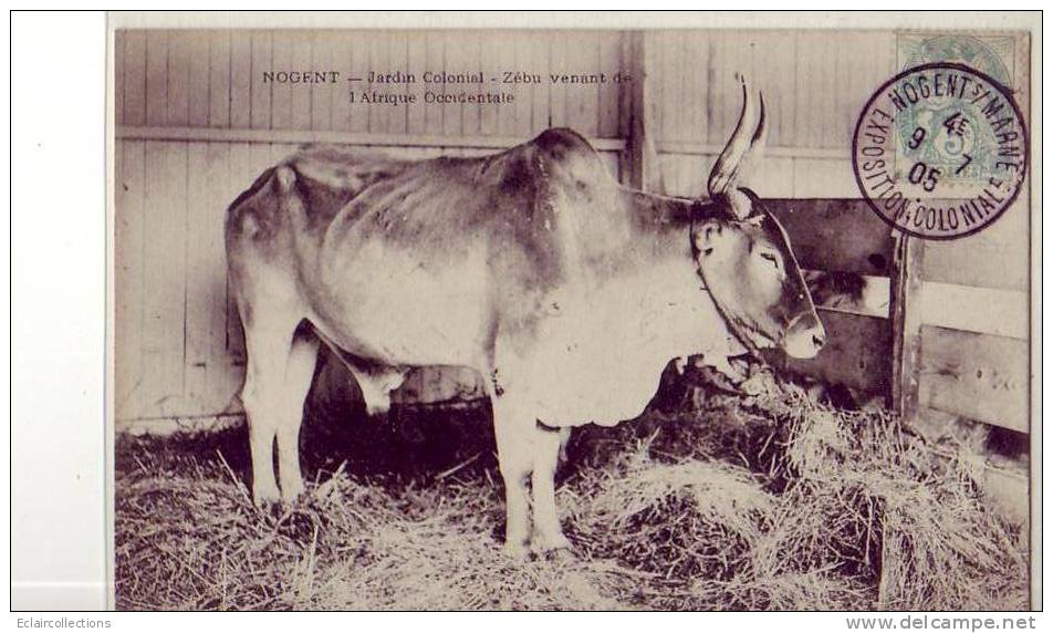 Nogent Sur MARNE...94...Jardin Colonial    Zébu..Boeuf A Bosse - Nogent Sur Marne