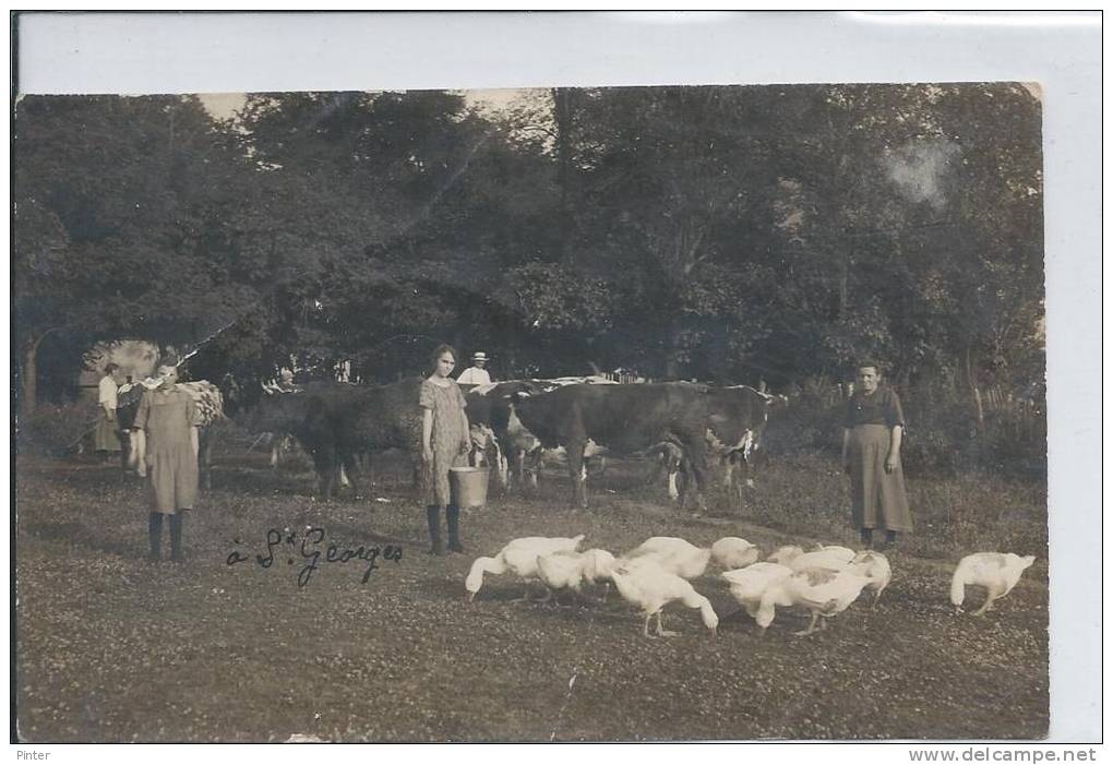 SAINT GEORGES SUR BAULCHE - Personnes Avec Des Vaches - Carte Photo - Saint Georges Sur Baulche