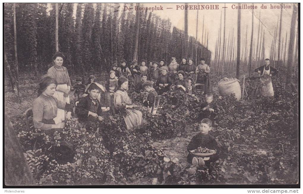 CPA - (Belgique) De Hoppepluk - Poperinghe, Cueillette Du Houblon (petite Froissure Angle Haut Droit) - Poperinge