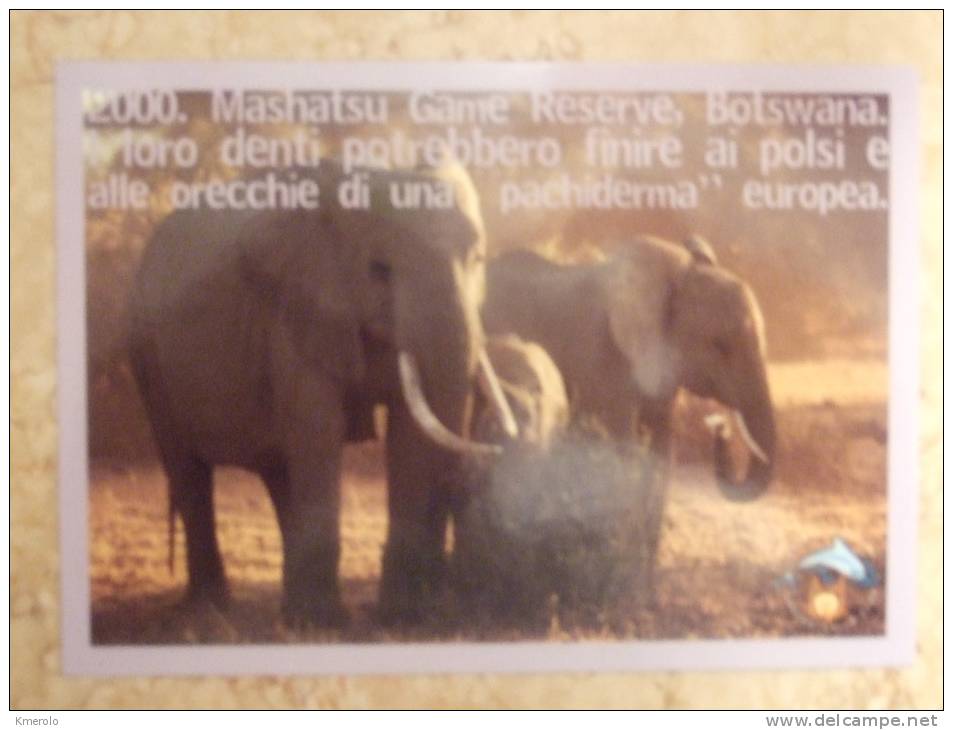 ELEPHANT Carte Postale - Elephants