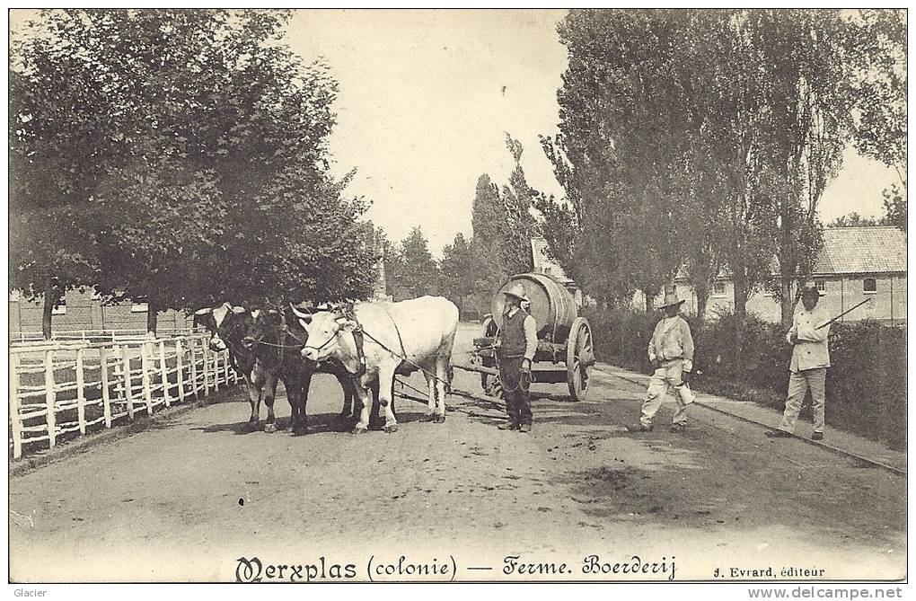 MERXPLAS ( Colonie ) - Ferme - Boerderij - Attelage De Veaux - Ossenspan - Merksplas