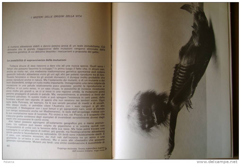 PBA/9 2 Vol. Demaziere MISTERI ORIGINI DELLA VITA Ferni 1973 - Medecine, Biology, Chemistry