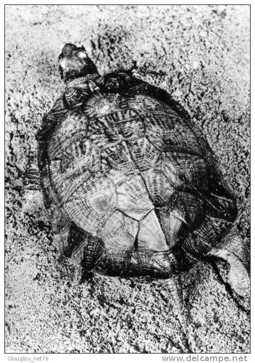 CPSM GRAND FORMAT DENTELE 1959...TORTUE...113 .....AVEC PUB MEDICALE AU VERSO - Turtles