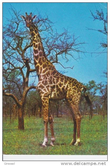 CPSM GIRAFE Camelo Pardalis Afrique   Si Bandes Jaunes Dues Scan - Girafes