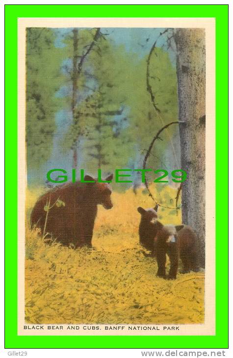 BLACK BEAR AND CUBS - BANFF, ALBERTA - BANFF NATIONAL PARK - BYRON HARMON - - Ours