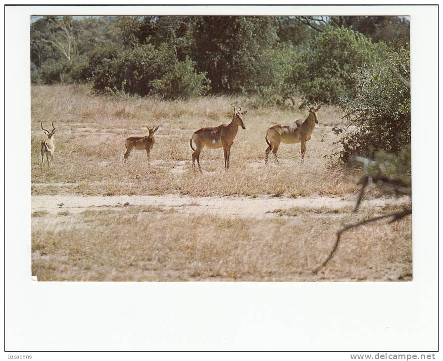 Portugal Cor 16916 - MOÇAMBIQUE MOZAMBIQUE - GORONGOSA - ANIMALS - GONDONGAS HARTEBEEST - Mozambique