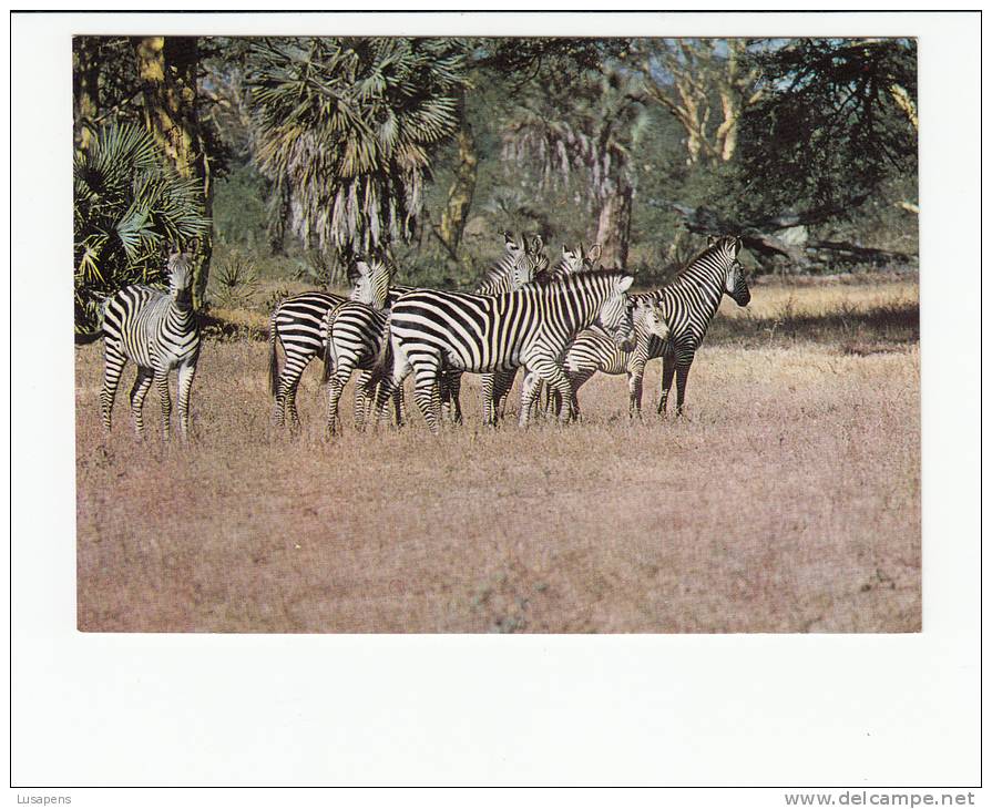 Portugal Cor 16923 - MOÇAMBIQUE MOZAMBIQUE - GORONGOSA - ANIMALS - ZEBRAS - Mozambique