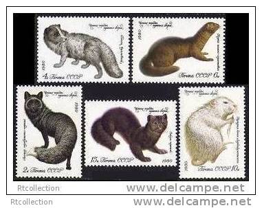 USSR Russia 1980 Fur Animals Fauna Mammals Silver Fox Mink Sable Arctic Fox Coypu Animal Stamps MNH Mi 4968-72 - Collections