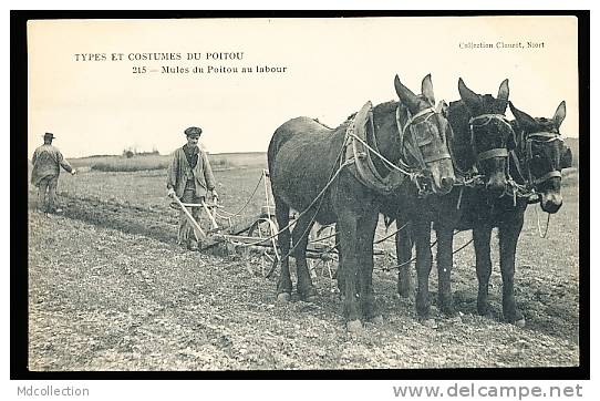 FOLKLORE  POITOU  / Mules Du Poitou Au Labour  / - Poitou-Charentes