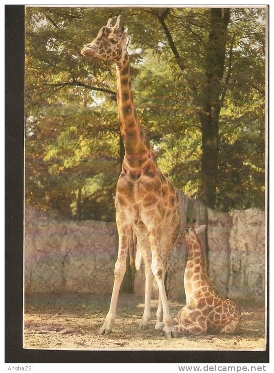 5k. FAUNA, Giraffe - Giraffa Camelopardalis - Photo Z. Raczkowska - RUCH - Giraffes