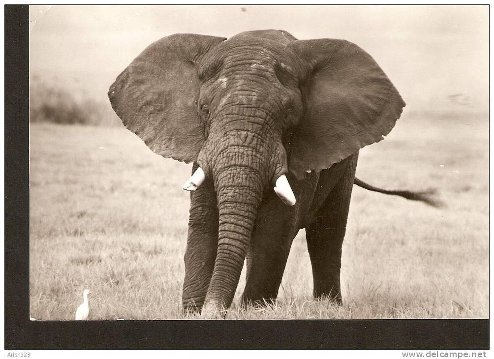 5k. FAUNA, Elephant - Afrikanischer Steppenelefant - Elefantes