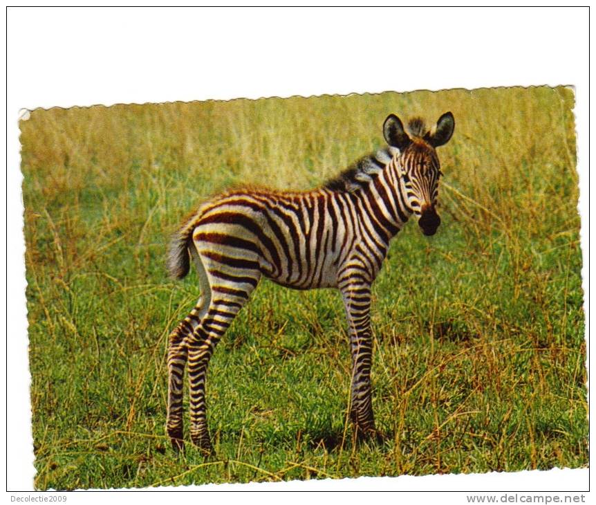 BC61628 Animals Animaux Zebres Zebras Grant Used Perfect Shape Back Scan At Request - Zebras