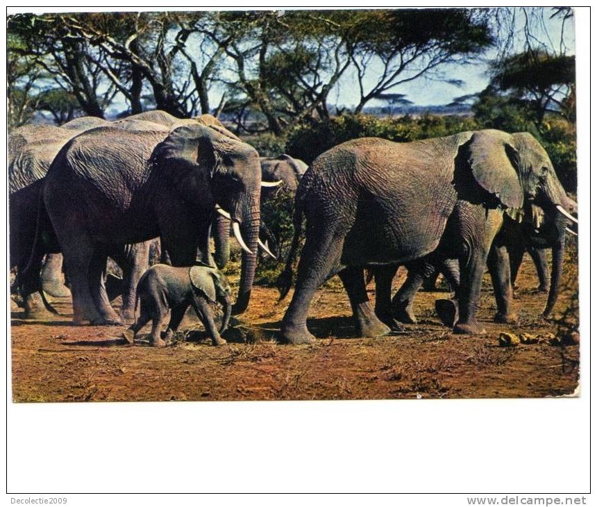 BC61632 Animals Animaux Elephants Not Used Perfect Shape Back Scan At Request - Elephants