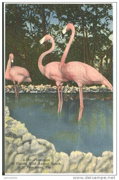 USA, Flamingos At Florida's Wild Animal Ranch, St. Petersburg, Florida, Unused Linen Postcard [P8551] - St Petersburg