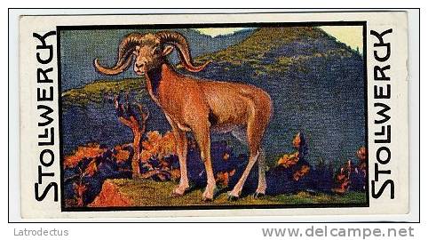 Stollwerck - Règne Animal– 4.2 (FR) – L’Argali, Ovis - Stollwerck