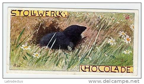 Stollwerck - Règne Animal – 27.4 (FR) – Taupe, Talpa, Mol, Moles  - Stollwerck