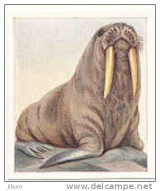 Animal Studies  /  Walrus  /  Morse   //  IM 39/17 - Phillips / BDV