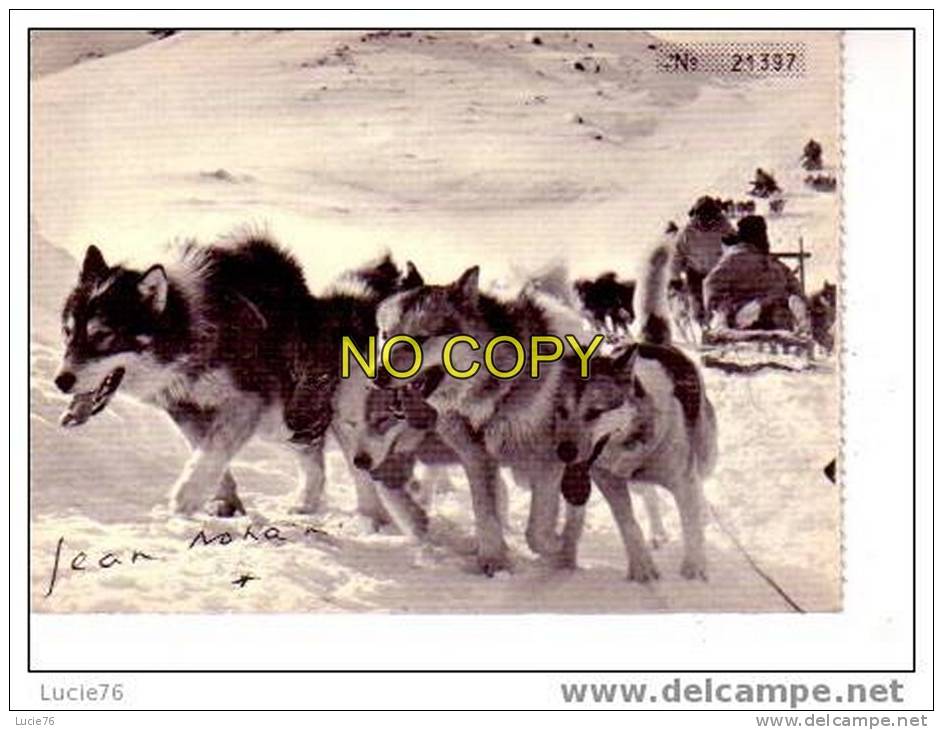 ATTELAGE  De Chiens Esquimaux En Plein Effort Prise Par JEAN NOHAIN Au GROENLAND Au Cours Expédition Médico Scientifiqu - Greenland