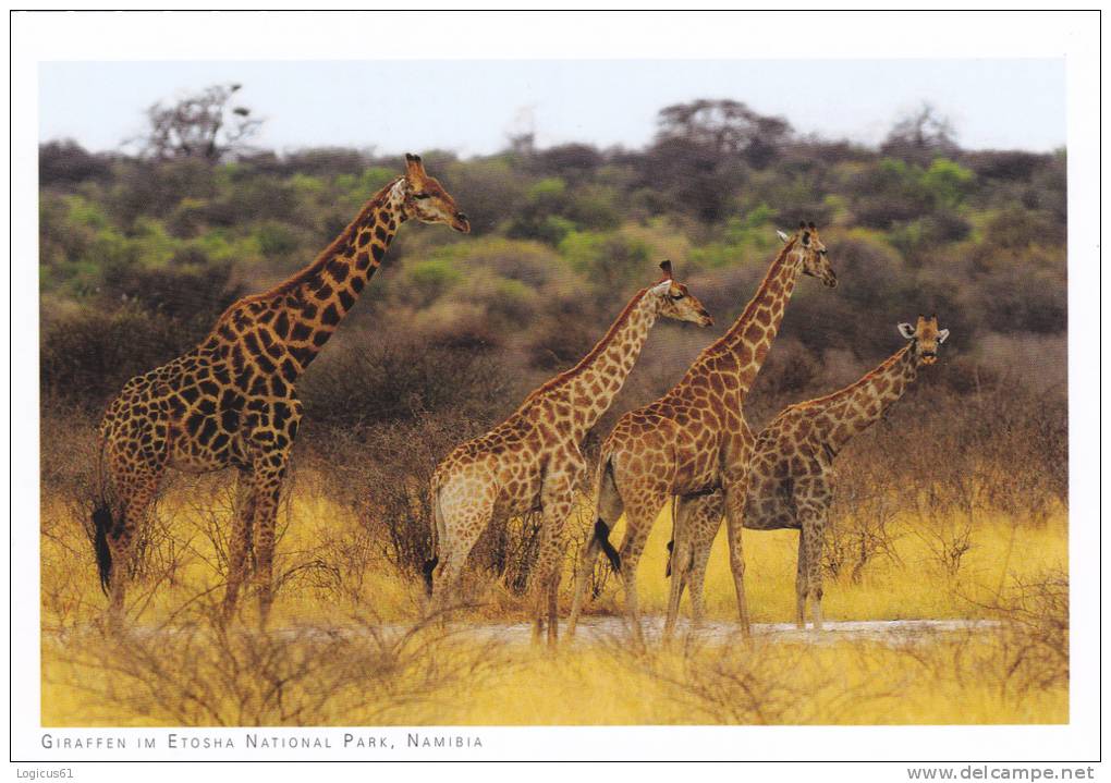 GIRAFFE, GIRAFES, COPY FOR SPECIAL COLLECTION, POSTCARD,CARTE POSTALE, PERFECT SHAPE. - Giraffe