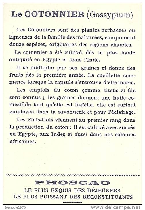 CHROMOS PHOSCAO DANS LES GRANDES CULTURES RECOLTE DU RIZ EN AMERIQUE LE COTONNIER - Sonstige & Ohne Zuordnung