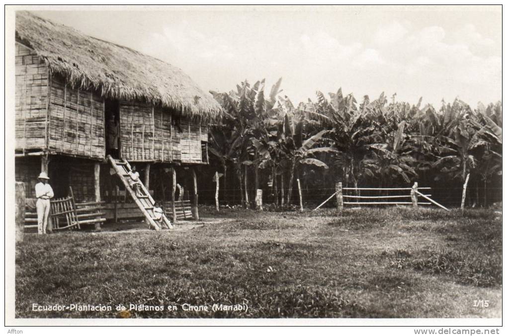 Ecuador Plantacion De Plantanos En Chrone Manabi Real Photo - Equateur